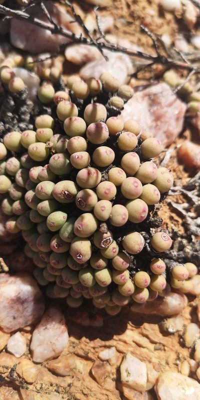 Conophytum meyeri, photographed by leandra-k_89