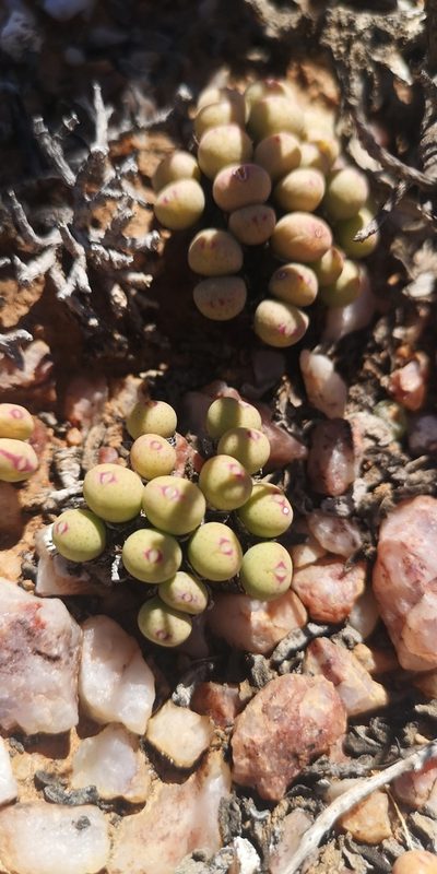 Conophytum meyeri, photographed by leandra-k_89