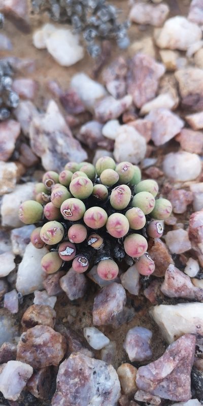 Conophytum meyeri, photographed by leandra-k_89