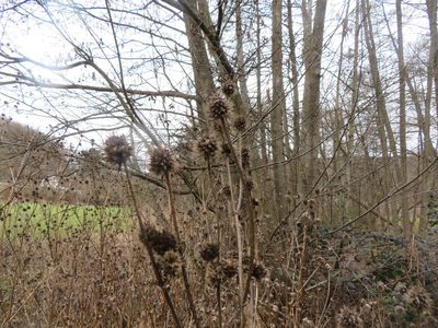Dipsacus pilosus, photographed by Tim Eberling