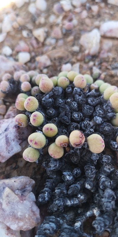 Conophytum meyeri, photographed by leandra-k_89