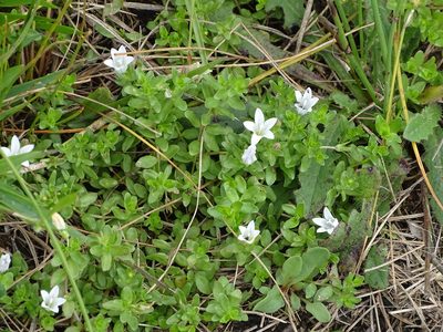 Wahlenbergia procumbens, photographed by Shaun Swanepoel