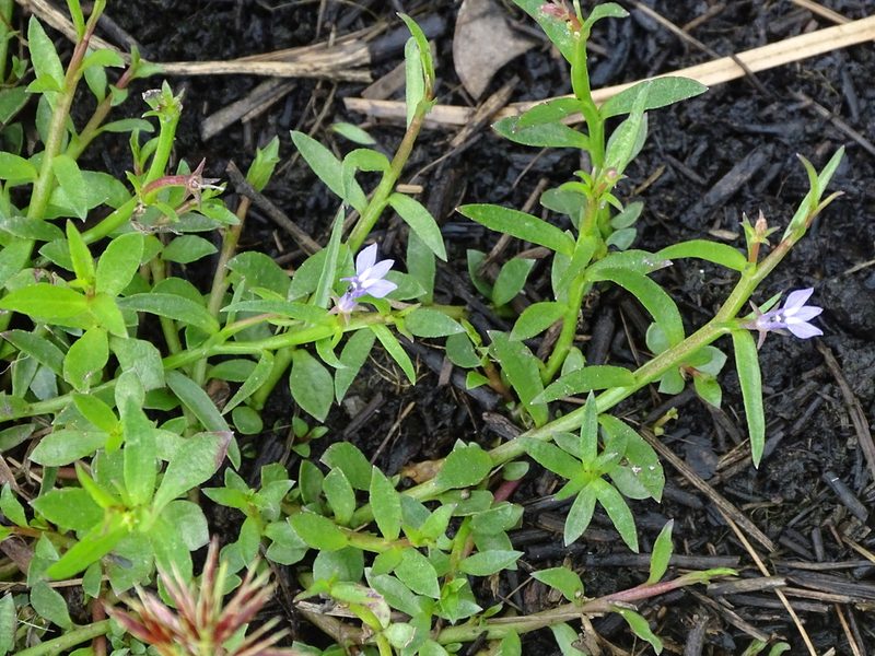 Grammatotheca bergiana, photographed by Shaun Swanepoel