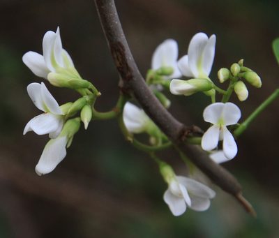 Dalbergia brownei, photographed by Brian Oakes Haiti Hunter