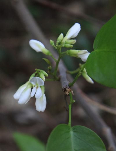 Dalbergia brownei, photographed by Brian Oakes Haiti Hunter