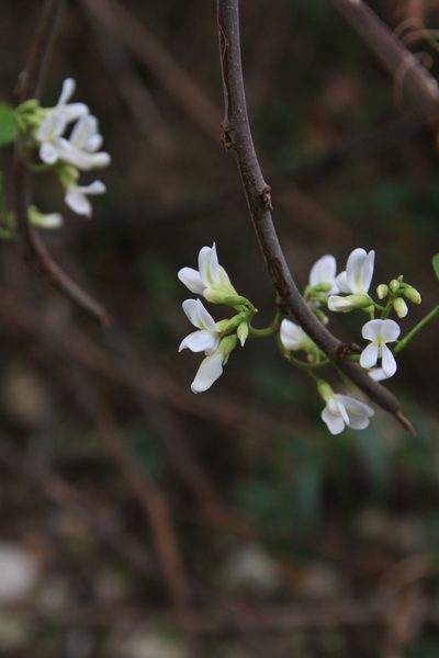 Dalbergia brownei, photographed by Brian Oakes Haiti Hunter