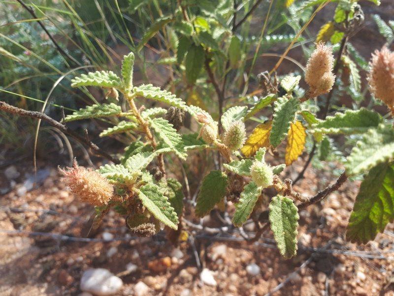 Corchorus kirkii, photographed by Manuel R Popp