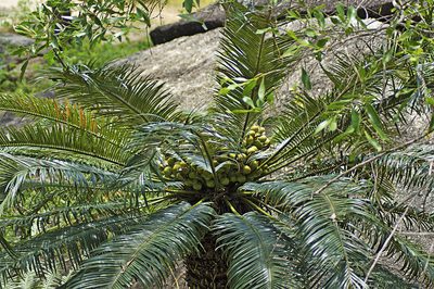 Cycas media, photographed by Tony Eales