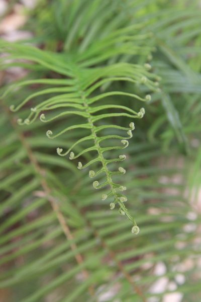 Pteris longifolia, photographed by Brian Oakes Haiti Hunter