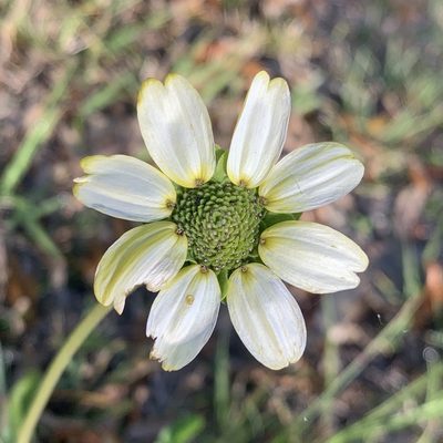 Berlandiera subacaulis, photographed by natalie