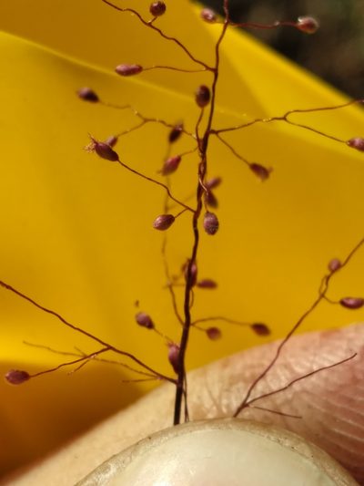 Dichanthelium breve, photographed by Scott Ward
