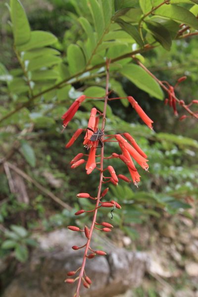 Poitea multiflora, photographed by Brian Oakes Haiti Hunter