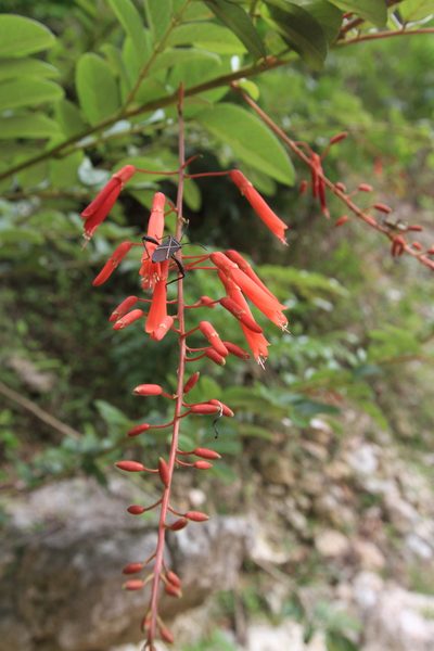 Poitea multiflora, photographed by Brian Oakes Haiti Hunter