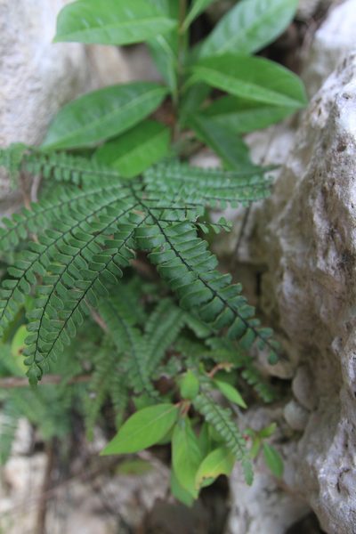 Adiantum pyramidale, photographed by Brian Oakes Haiti Hunter
