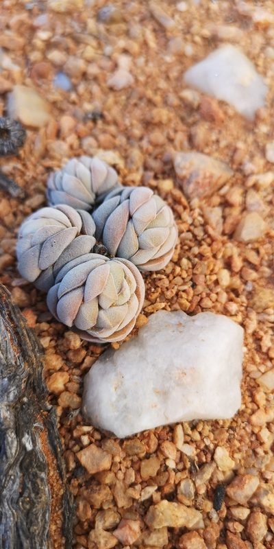 Crassula alstonii, photographed by leandra-k_89