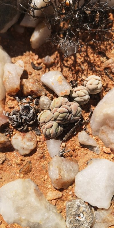 Crassula alstonii, photographed by leandra-k_89