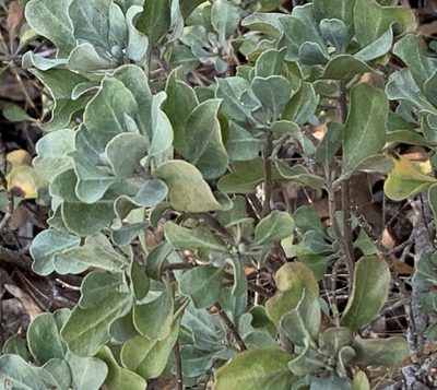 Garberia heterophylla, photographed by natalie