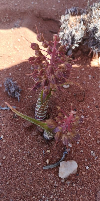 Lachenalia anguinea, photographed by leandra-k_89