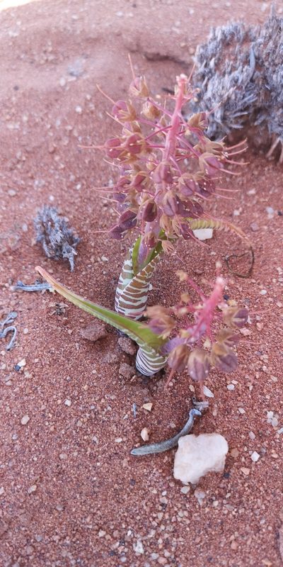 Lachenalia anguinea, photographed by leandra-k_89
