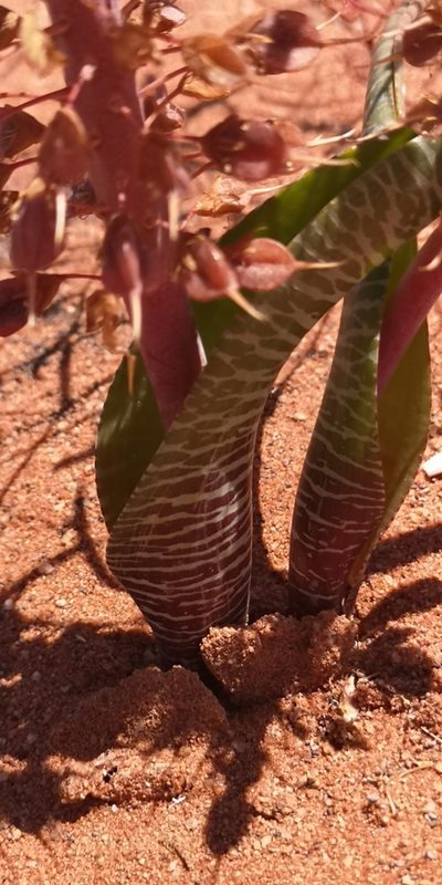 Lachenalia anguinea, photographed by leandra-k_89