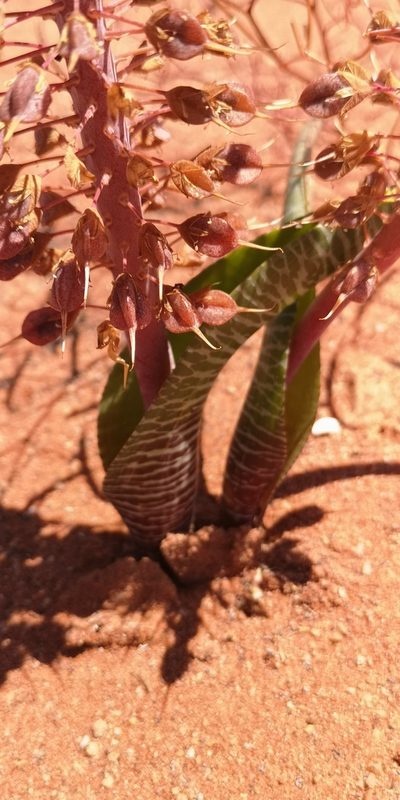 Lachenalia anguinea, photographed by leandra-k_89