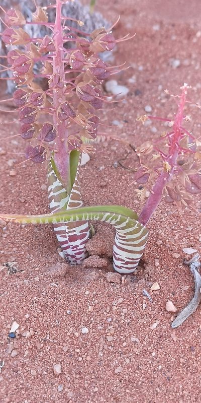 Lachenalia anguinea, photographed by leandra-k_89