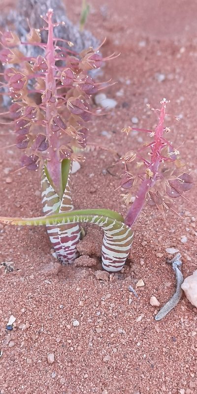 Lachenalia anguinea, photographed by leandra-k_89