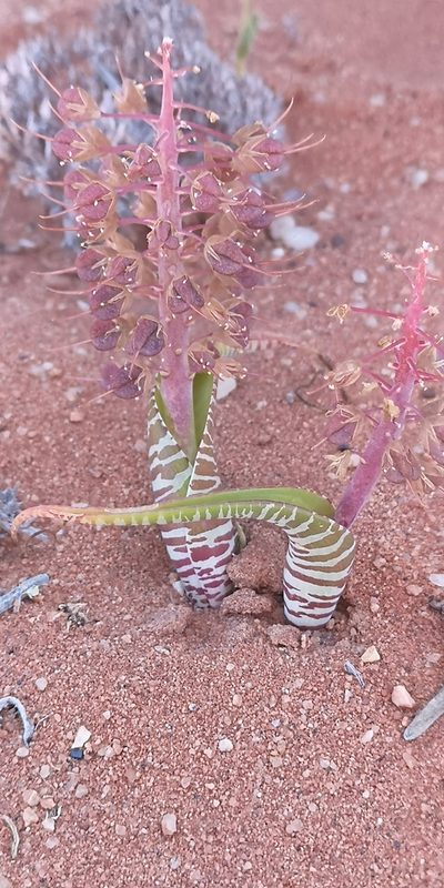 Lachenalia anguinea, photographed by leandra-k_89