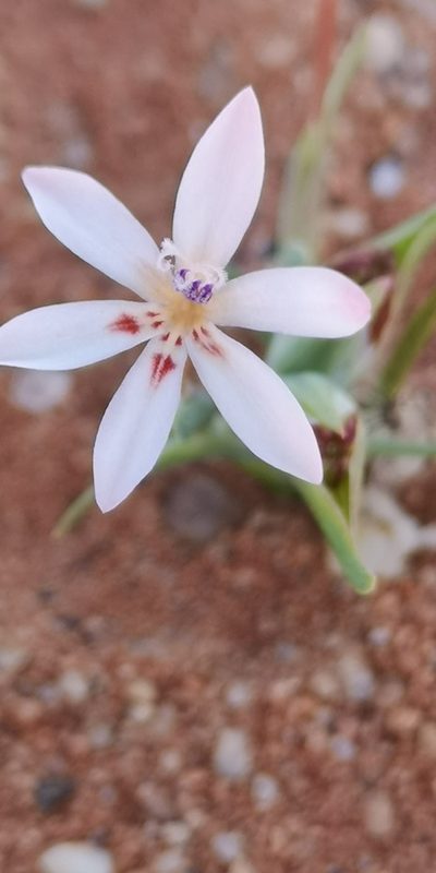Lapeirousia arenicola, photographed by leandra-k_89