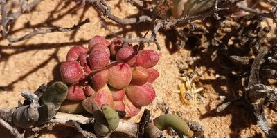Crassula elegans, photographed by leandra-k_89