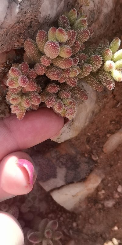 Crassula hirtipes, photographed by leandra-k_89