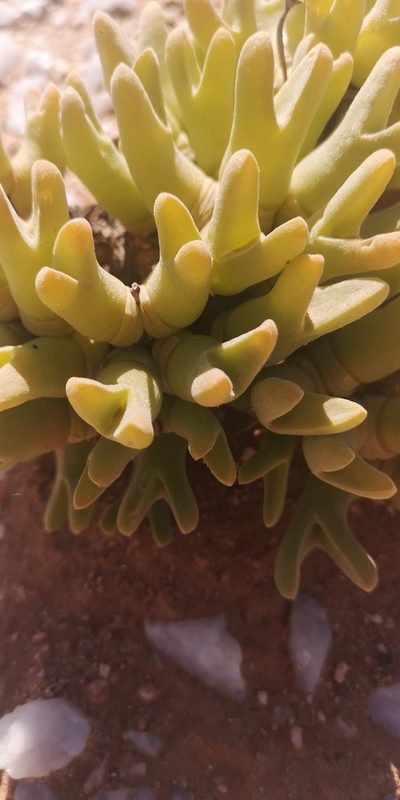 Meyerophytum globosum, photographed by leandra-k_89