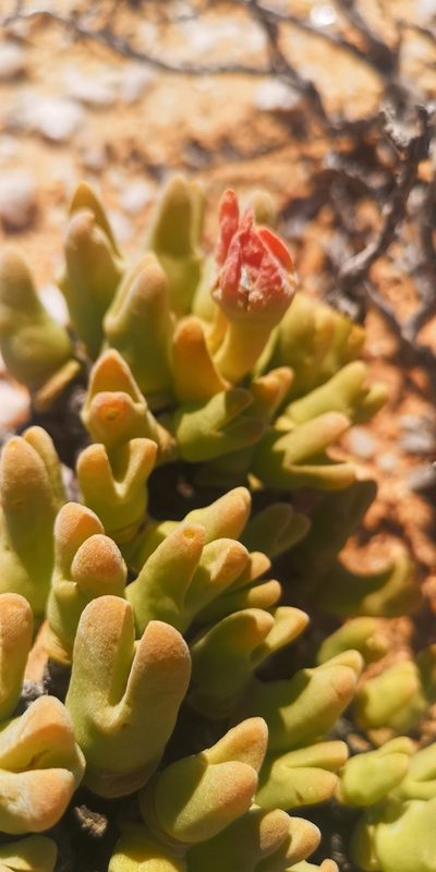 Meyerophytum globosum, photographed by leandra-k_89
