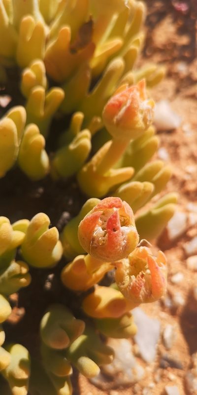 Meyerophytum globosum, photographed by leandra-k_89