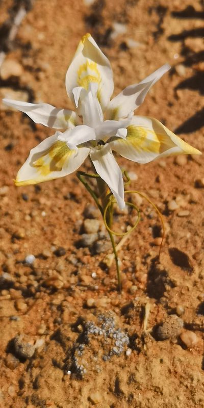 Moraea filicaulis, photographed by leandra-k_89