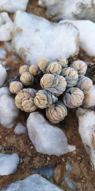 Crassula alstonii, photographed by leandra-k_89