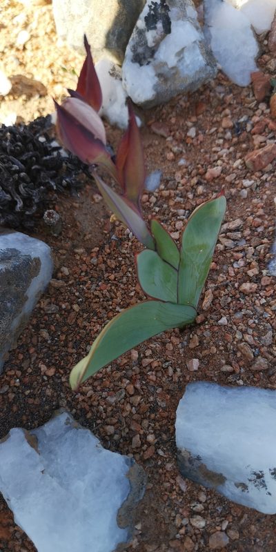Gladiolus equitans, photographed by leandra-k_89