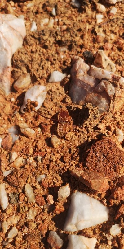 Austronea pulchromarginata, photographed by leandra-k_89