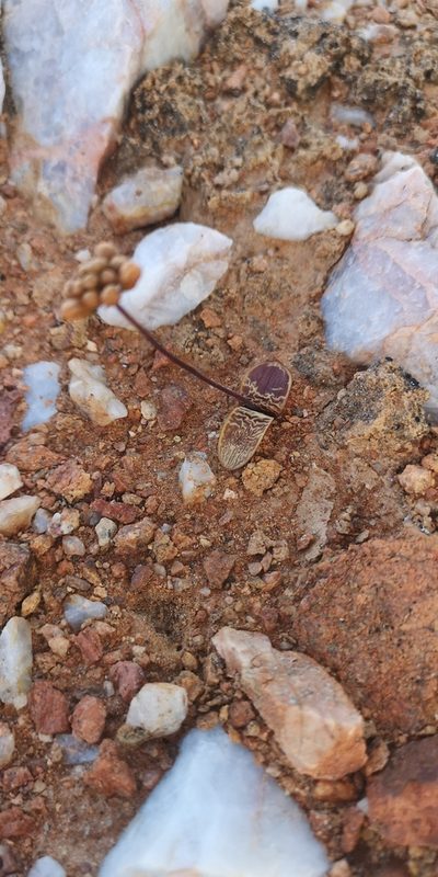 Austronea pulchromarginata, photographed by leandra-k_89