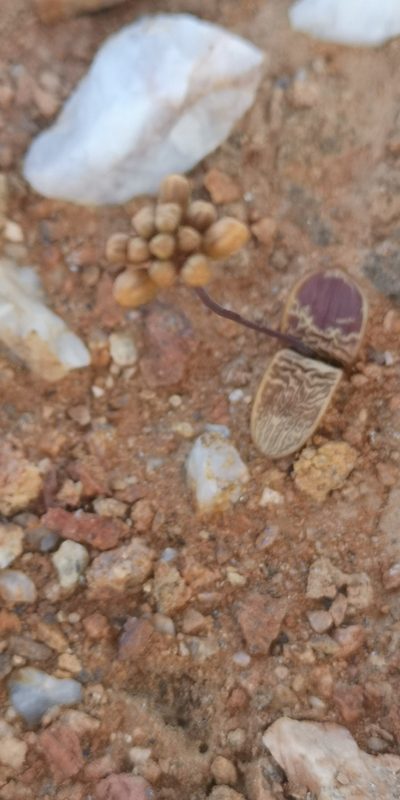Austronea pulchromarginata, photographed by leandra-k_89