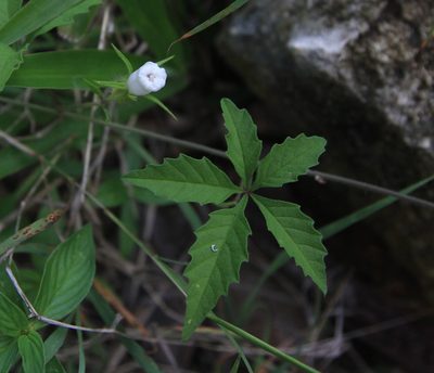 Distimake cissoides, photographed by Brian Oakes Haiti Hunter