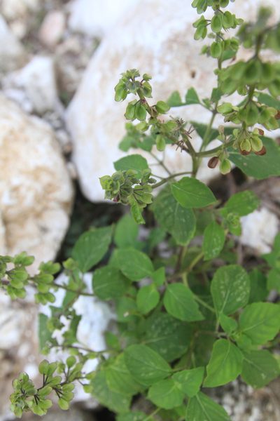 Ocimum campechianum, photographed by Brian Oakes Haiti Hunter