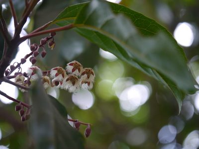Elaeocarpus variabilis, photographed by Dinesh Valke