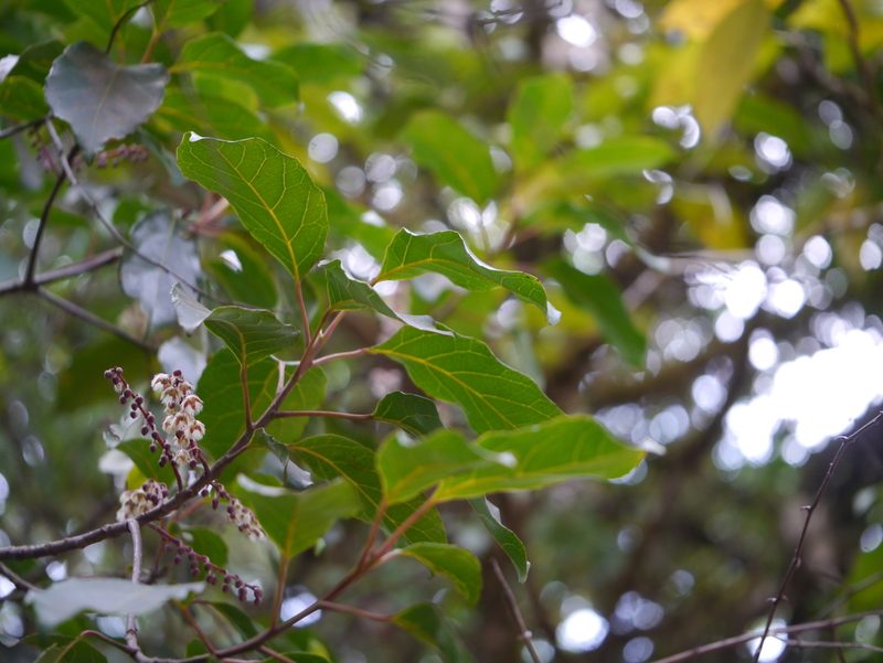 Elaeocarpus variabilis, photographed by Dinesh Valke