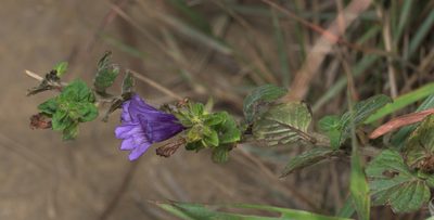 Adenosma glutinosa, photographed by portioid