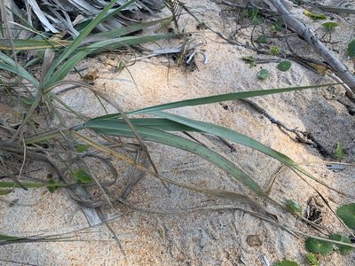 Panicum amarum, photographed by natalie