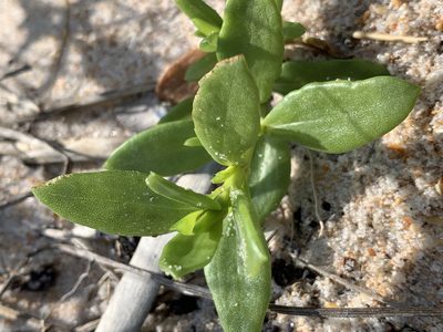 Iva imbricata, photographed by natalie