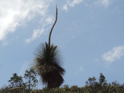 Dasylirion quadrangulatum, photographed by Sandino Guerrero