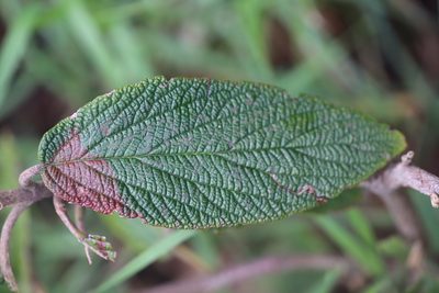 Viburnum rhytidophyllum, photographed by Michel Langeveld