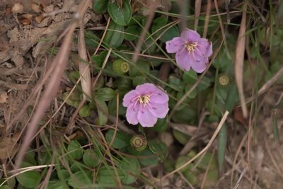 Melastoma dodecandrum, photographed by portioid